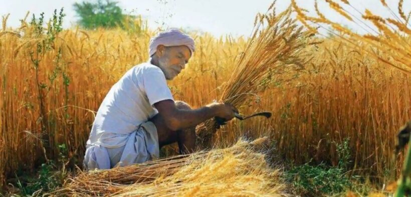 wheat from India