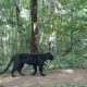 Rare black leopard in Odisha forest